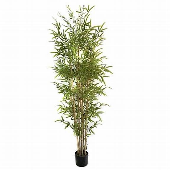 Phyllostachys vivax (Chinese Timber Bamboo)